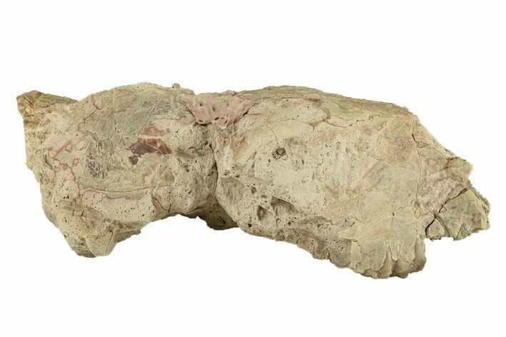 Partial Oreodont (Merycoidodon) Upper Skull - South Dakota #270135